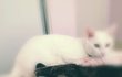 ★사진有★ ※※※도도한 고양이 다 어뒤갔어~? 인형같은 개냥이 여깄다!※※※ 2