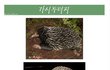 ★★★매우보기드문희귀동물들★★★(사진스압有)
