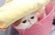 사진有)[귀요미주의] 고양이야? 인형이야?