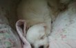 ★★(사진有多)볼매남 몽뭉이★★