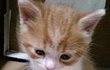 울집 고양이 유봉이 소개 