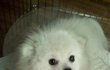 미용하고 사슴이 된 개2탄<사진有>