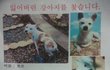 ★동생같은 강아지를 간절하게 찾아요★