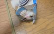 울고양이 유봉이 성장사진 3탄(스압조큼주의)