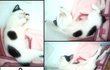 ★★★[고양이 세마리 강아지 한마리] 뻔가지랑이쭈야 위험하지않은동거★★★