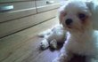 사진有) 흔犬 → 훈犬 만들기!