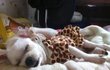 ▶개판有,사진다有◀못말리는 개기요미 개방울일과