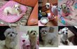 ★저희집 강아지 아롱이를 찾습니다★찾았어요!
