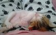 ★★★{사진有]1년된 우리가족 고양이★★★