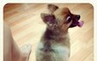 ★스압주의★ 포메의 털 기르는 과정~ :) (1탄)