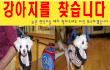 대전서구변동-흰색말티즈2살암컷 찾아주세요..