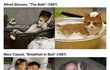 ★★★사람 뺨 치는 고양이★★★