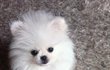 승깔있는 포메 ㅠ 죽겠어요