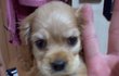 우리집 재롱둥이 콩이를 소개합니다 ~!!(코카 귀요미)