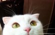 <냥이3판>소공녀 세라의 분위기가 물씬 나는 흰듕마마님