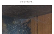 혐오주의) 우리집 장롱에 살고 있는 생물체