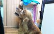 (사진有)돈이없으면 두 다리를 잃어야만 하나요? 도와주세요!!