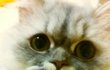 <냥이4판>페르시안계의 최강 미묘  미니미~