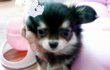 ★장모 치와와를 아시나요???★