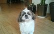 (사진有) 옴므파탈 犬  +추가