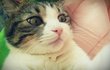 ※우리집 얼짱 고양이 냥이 2마리 ★☆스압주의~~!!!☆★ ※