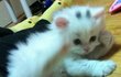 혼자만 보기 아까운 울 냥이 공개