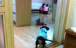 우리집 볼매 닥스훈트의 소소한 일상 - 1