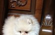1편 우리집 막둥이 포메 꽃뚜레를 소개합니다~ ;-) 