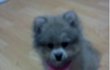 우리 아가 포메라이언 말복이에요 ♥