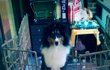 ◆◆◆◆ '셔틀랜드 쉽독'을 아시나요?2탄 ◆◆◆◆(스압주의!!)