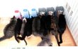베플인증 고양이 22마리 키우는 녀자 