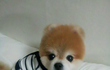 ★클릭!!한국판 부우~저희 귀염둥이 별양 소개 2탄입니다^^★