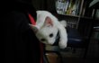 우리 고양이 구름이를 소개합니다~! 