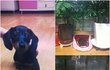 폭풍성장 사랑스런 닥스훈트 콩이 성장기.