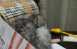 ★★★사진有) 귀접힌 귀여운 고양이 ★★★