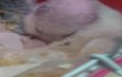저희햄스터 종류가 대체 뭔가요?ㅠㅠ 사진有