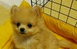 우리집도토리 성장기 :) - 귀염둥이 포메임