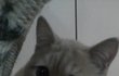 슈렉고양이 닮은 우리 냥이를 소개해욤 이히히히
