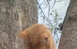 고양이 분양 받으실 분 없나요..? 사진 있어요.