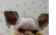 사진有 ★ 일년내내 겨울잠자는 개 ★