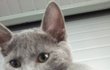 부르면 대답하는 울 사무실 고양이♥