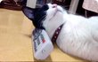 리모컨 고양이 꽁치의 근황
