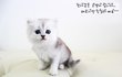 나처럼 예쁜 고양이 주인은 행복할끄야~~ 진짜루 무료분양인데..ㅎㅎ