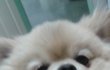★☆★☆ 포메라니안 설탕이 설탕탕탕탕 ★☆★☆
