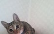 ＃수정판(귀염有) 딸부잣집 막둥이 길냥이를 소개합니당!!!!(귀염有)