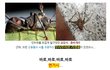 살인기생충 연가시, 한강출몰!