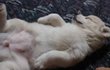 ★★★동물을키우신다면한번만..봐주세요.★★★