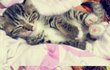 ★★★★★★완전 잘생긴 성거고양이 성냥이★★★★★★(사진추가 글수정)