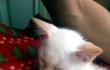 마스크 고양이 루이의 이야기 ♡