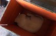  ☆★☆진돗개 달콤이를 소개함돠~★☆★